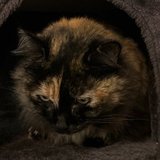 Rosita, a tortoiseshell cat