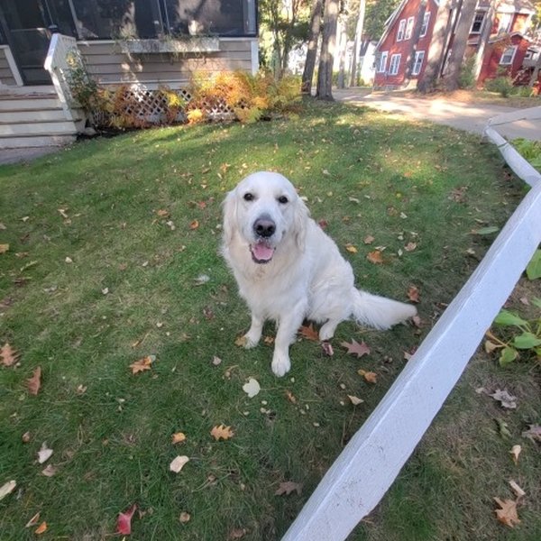 Captain, a fluffy cream-white dog, sitting on a leaf-scattered lawn with his tongue out, booped in Old Orchard Beach.