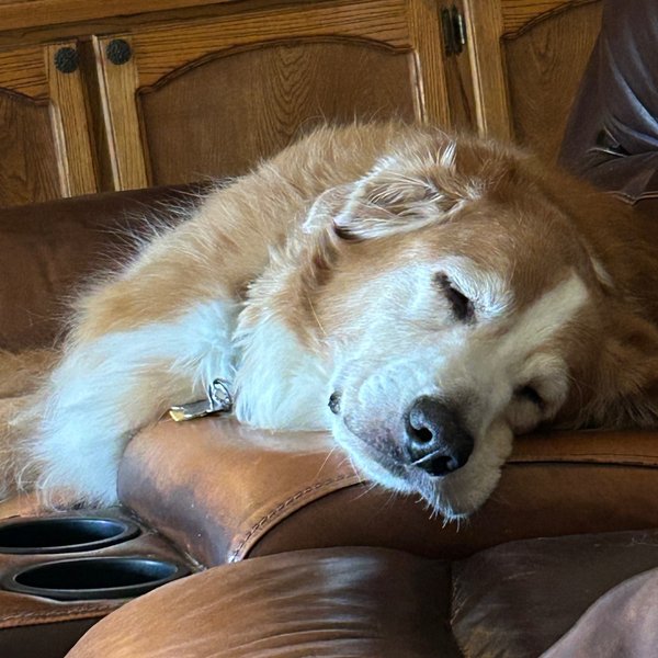 Disney, a golden dog, napping on the arm of a leather couch, booped in El Paso, TX.